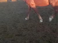 Aygʻir, Kazakh horse — 4-rasm
