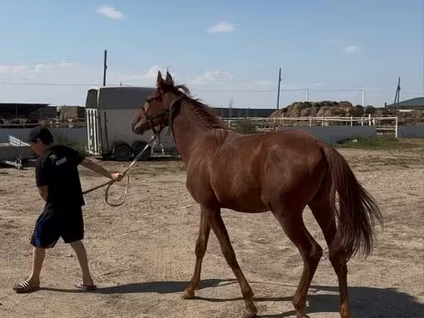 Caballo, Arabian horse
