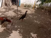 Chickens — الصورة 5