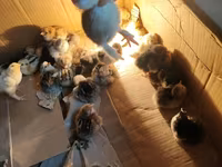 Chickens — 2-сурет