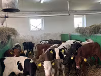 ثور, Simmental cattle — الصورة 7