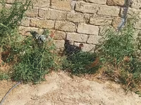 Chickens — फ़ोटो 2