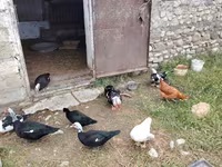 Domestic Muscovy — 7-rasm