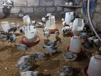 Chickens — Foto 8