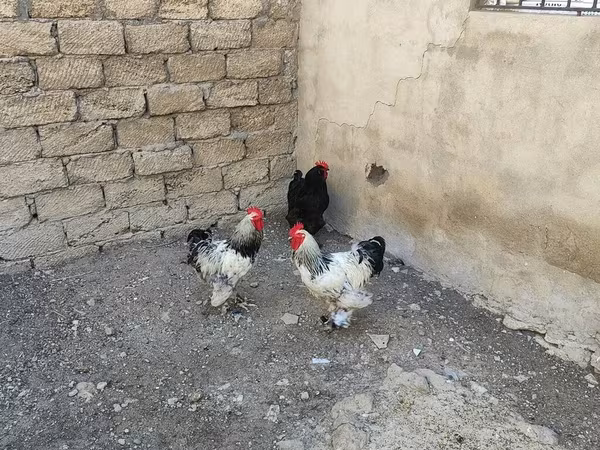 Брама