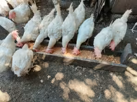 Chickens — Foto 1