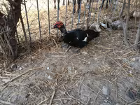 Ducks — Foto 5