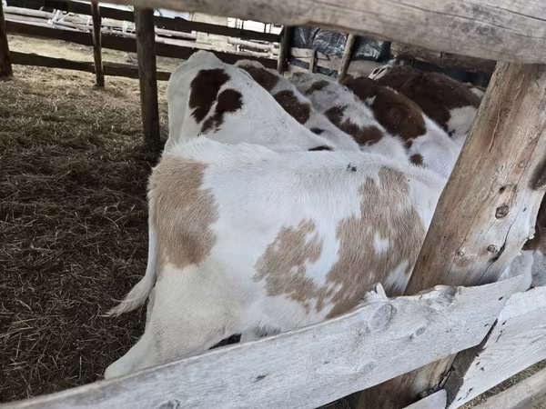 Bulle, Simmental cattle