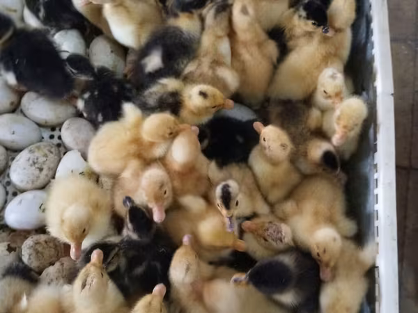 Ducks