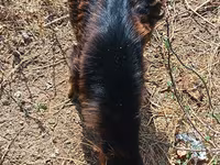 Goat, Alpine goat — photo 3