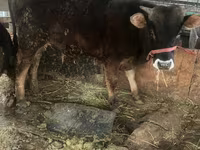 Toro, Ganado vacuno — foto 1