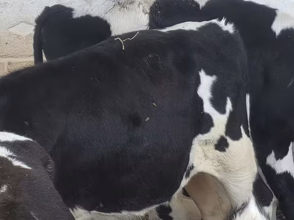 Toro, Russian Black pied cattle