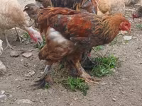 Brahma — Foto 3