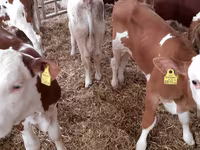 Bulle, Simmental cattle — Foto 4