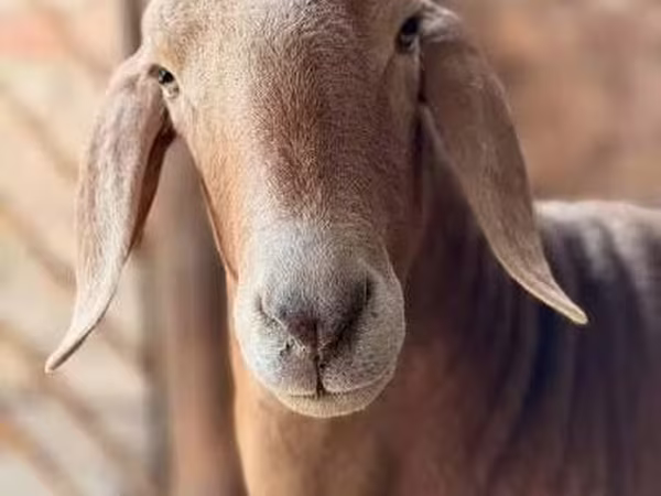 Widder, Arashan sheep