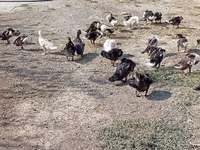 Ducks — 4-rasm