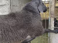 Qoʻchqor, Hissar sheep — 6-rasm