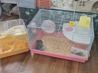 Cırtdan hamsterlər və tam avadanlıqlı qəfəs dəsti 2 qəfəs böyük və — foto 4