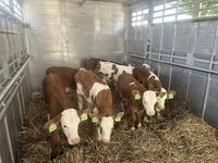 Toro, Simmental cattle — foto 3