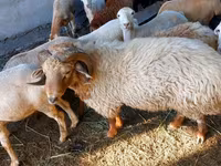 Ram, Sheep — photo 3
