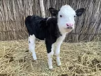 بقرة, Latvian Blue cattle — الصورة 5