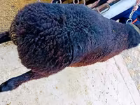 公羊, Sheep — 照片 2
