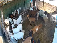 母山羊, Saanen goat — 照片 4