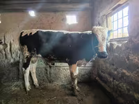 Toro, Ganado vacuno — foto 1