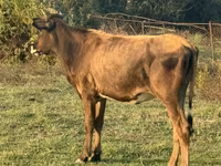 Kuh, Rinder — Foto 2