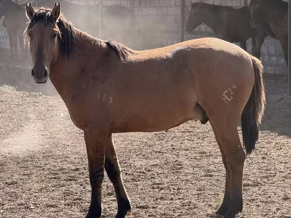 Caballo, Mugalzhar horse