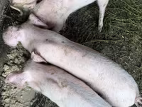 Eber, Schweine — Foto 1