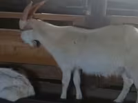 Billy Goat, Goats — photo 3