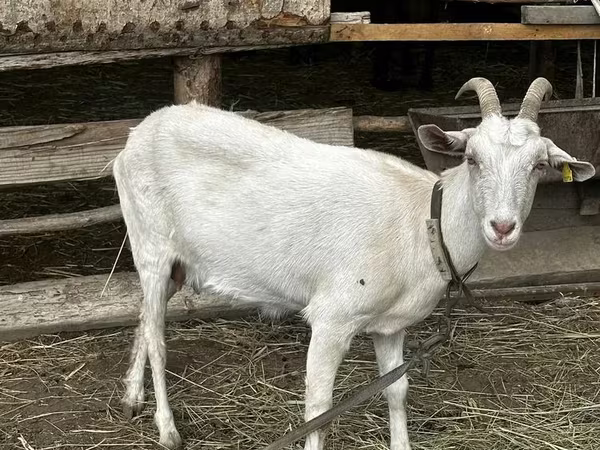 Ешкі, Saanen goat