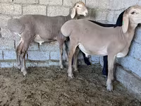 كبش, Arashan sheep — الصورة 4