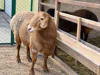 मेढ़ा, Arashan sheep — फ़ोटो 2