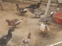 Ducks — Foto 1