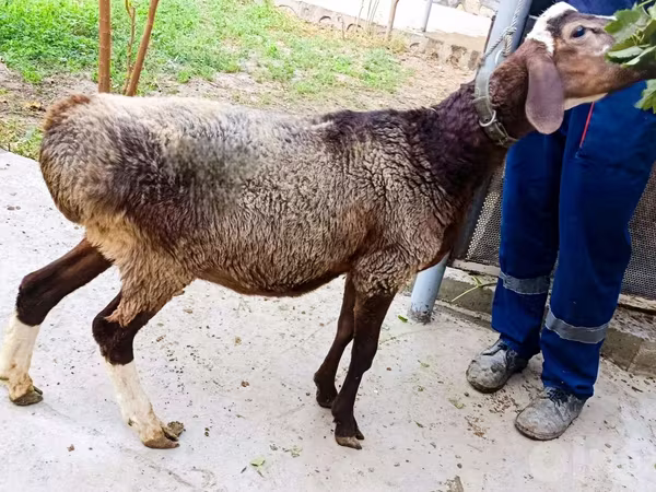 公羊, Hissar sheep