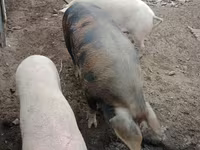 Boar, Pigs — photo 4