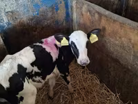 母牛, Russian Black pied cattle — 照片 5