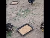 Ducks — Foto 1