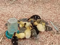Ducks — फ़ोटो 4