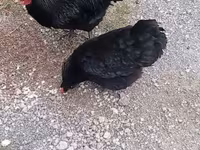 Chickens — 1-сурет