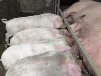 Schweine (Partie, Geschlecht nicht angegeben), Дюрок — Foto 5