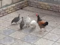 Chickens — Foto 1