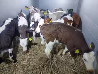 Buğa, Simmental cattle — foto 2