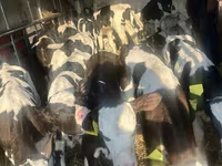 ІҚМ (топ, жынысы көрсетілмеген), Russian Black pied cattle — 3-сурет