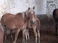 Horse (M), Kazakh horse — photo 3