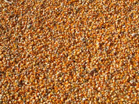 Porumb de la producator- 3,00lei/kg. Fălești. Кукуруза в зернах. — Foto 1