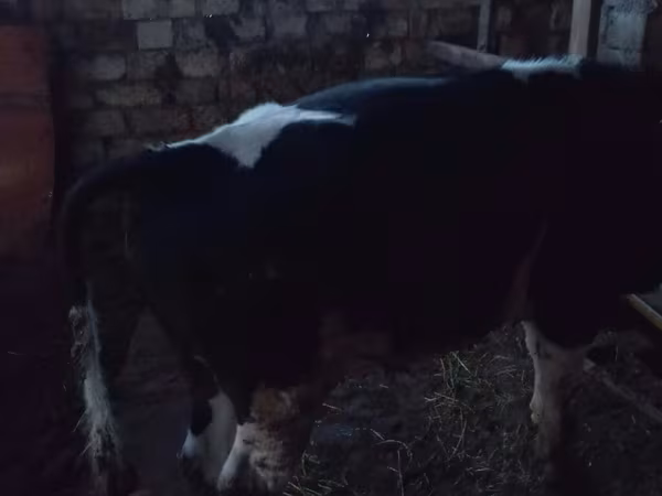 Toro, Russian Black pied cattle