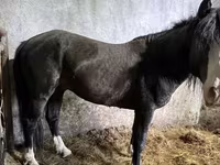 Hengst, Kazakh horse — Foto 2